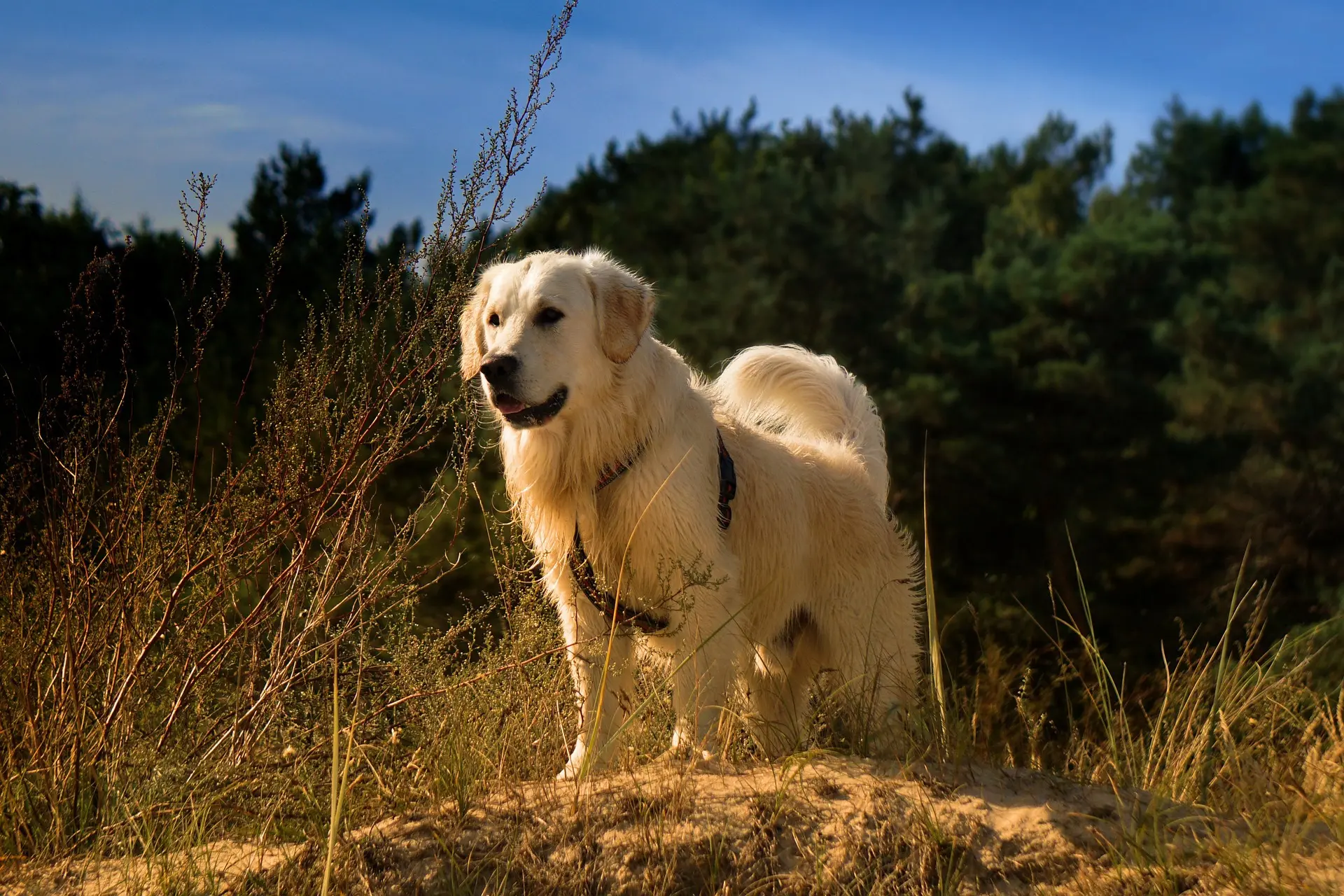 Hundegeschirr für große Hunde